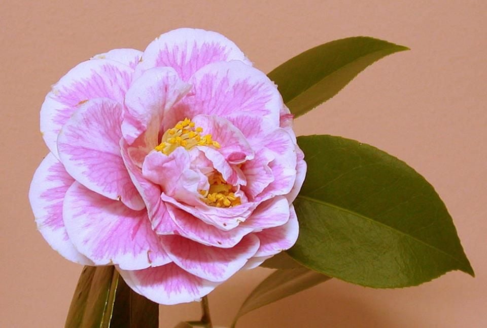 Mount Tomah Botanical Gardens Image -5be7526e7978b